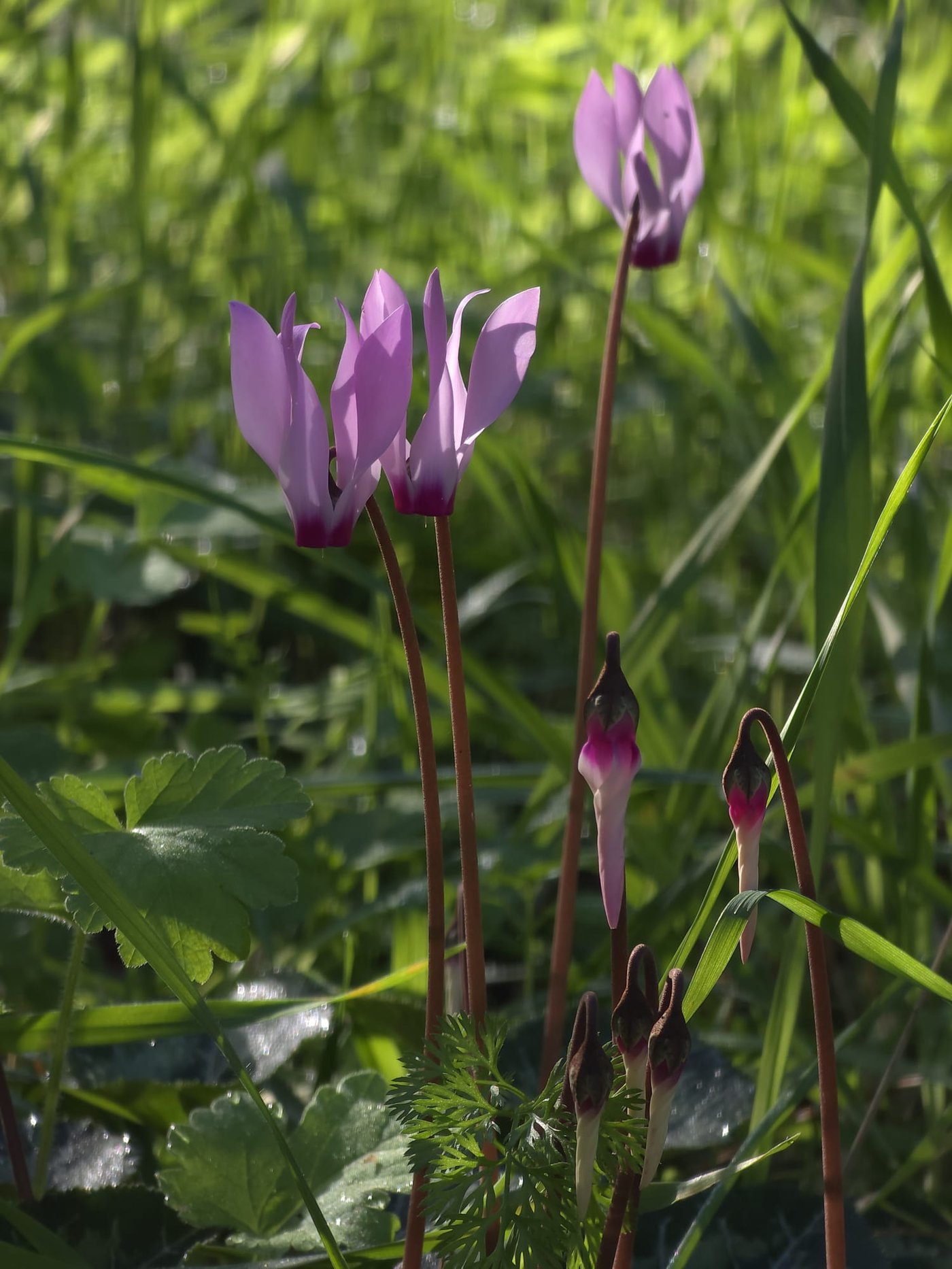 כלניות רקפות ואירוס צהרון, פורחים ביער