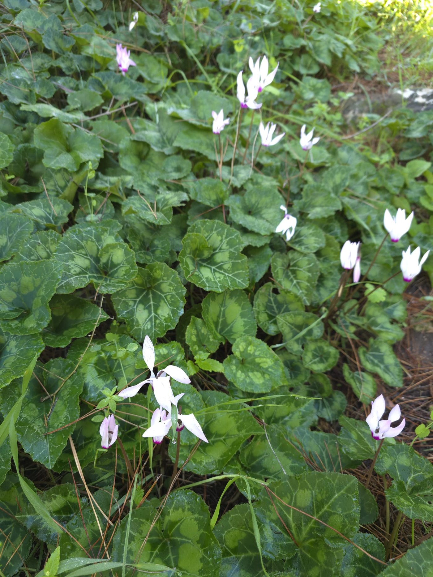 כלניות רקפות ואירוס צהרון, פורחים ביער