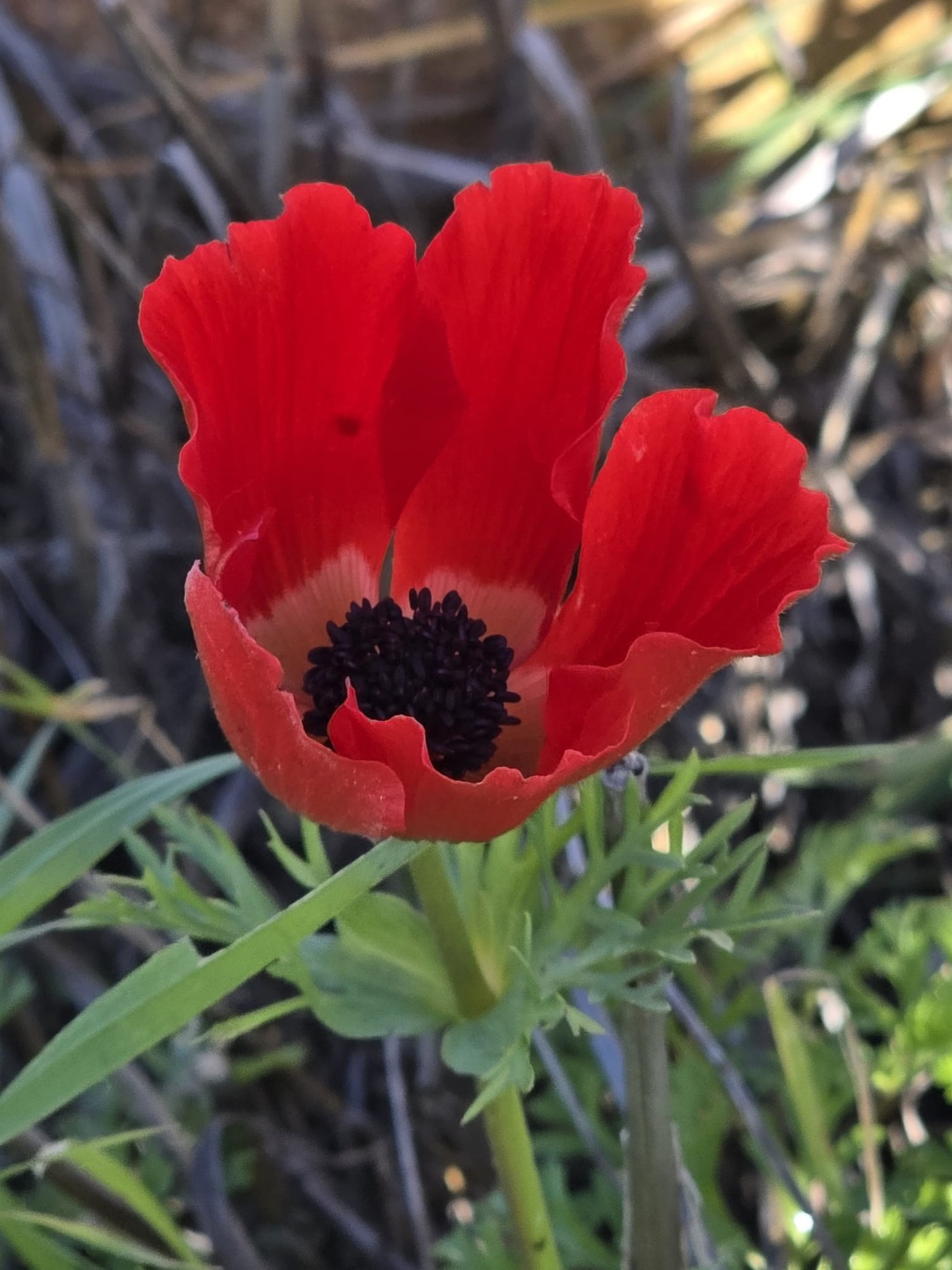 כלניות רקפות ואירוס צהרון, פורחים ביער
