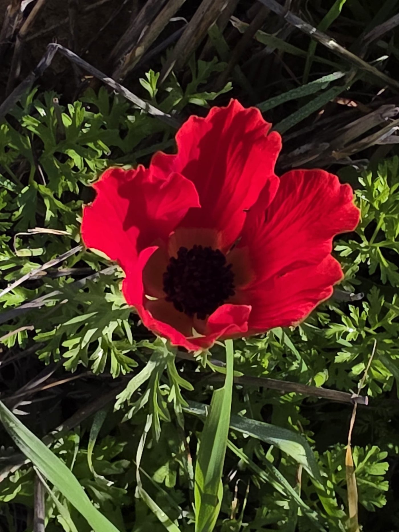 כלניות רקפות ואירוס צהרון, פורחים ביער