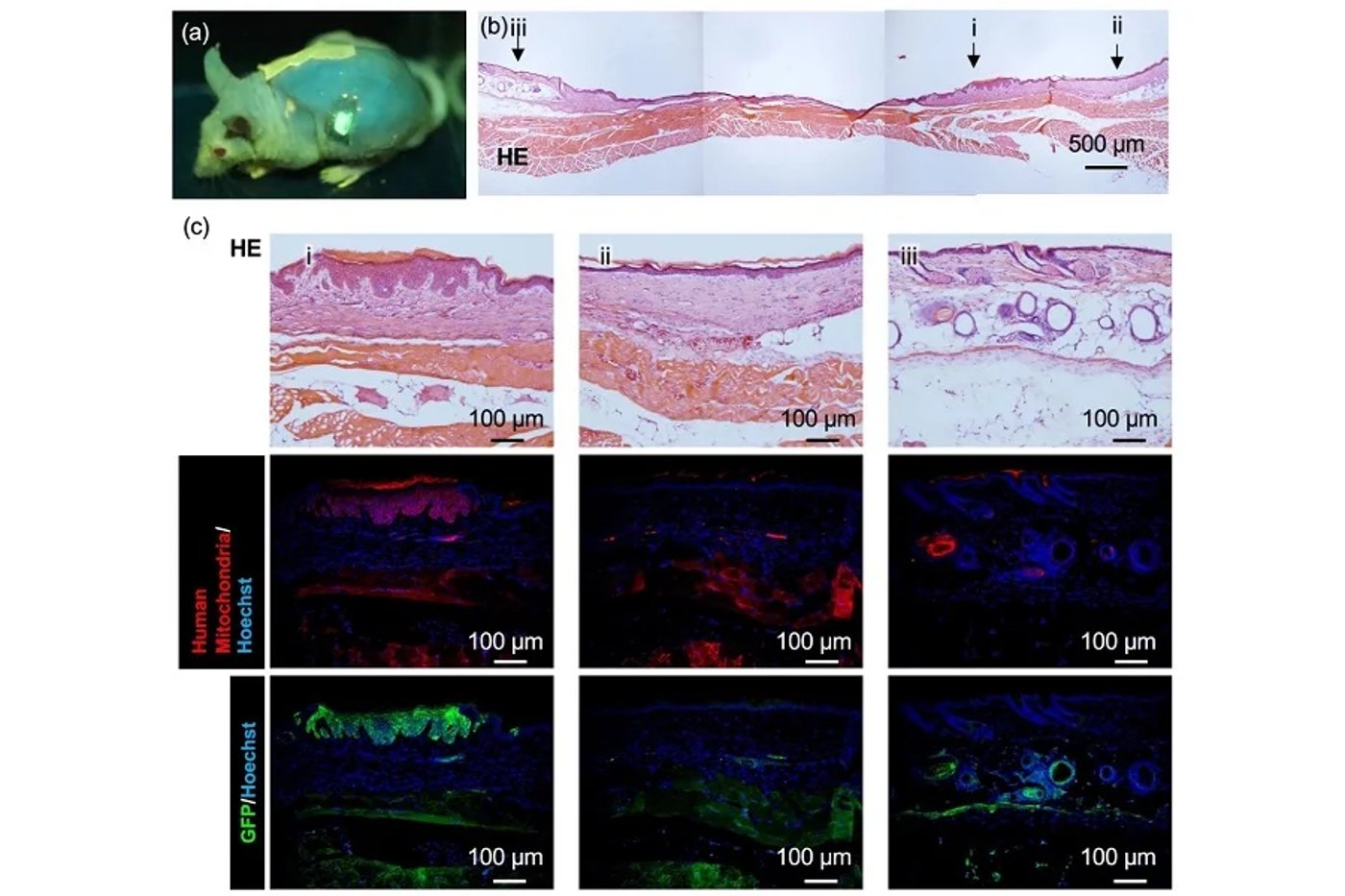 עכבר מעבדה מגיב לחיישן