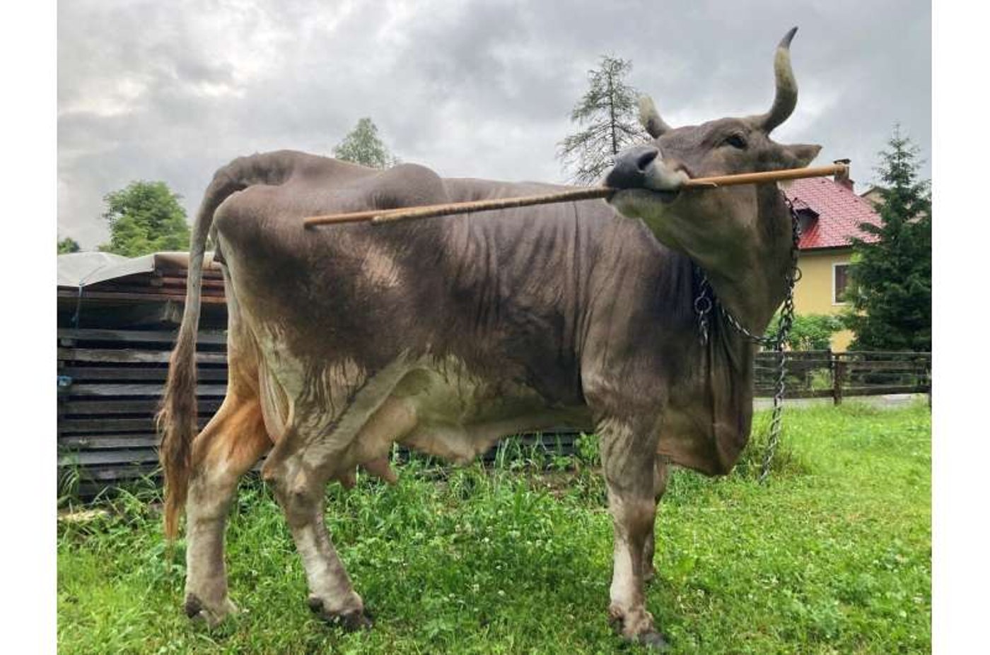 ורוניקה כשהיא עושה שימוש במקל בשביל לגרד
