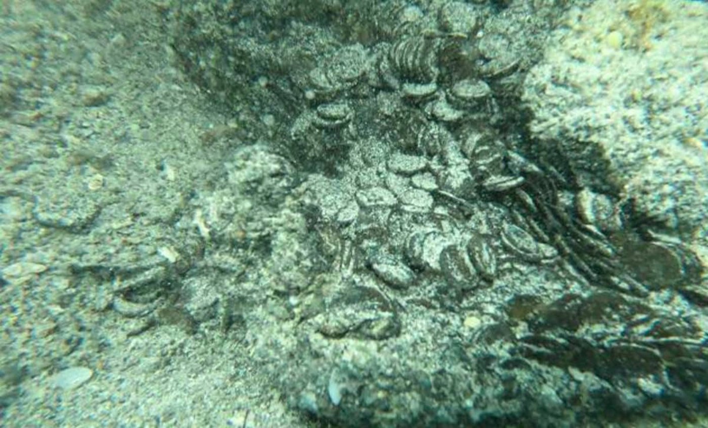 המטבעות כפי שנמצאו