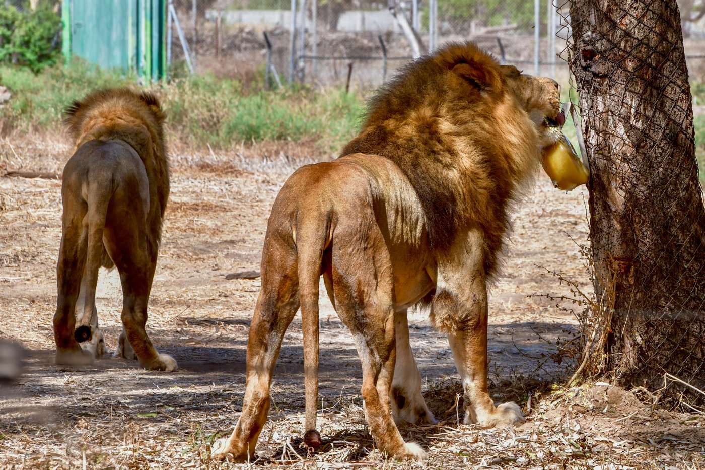 אריות בספארי ברמת גן