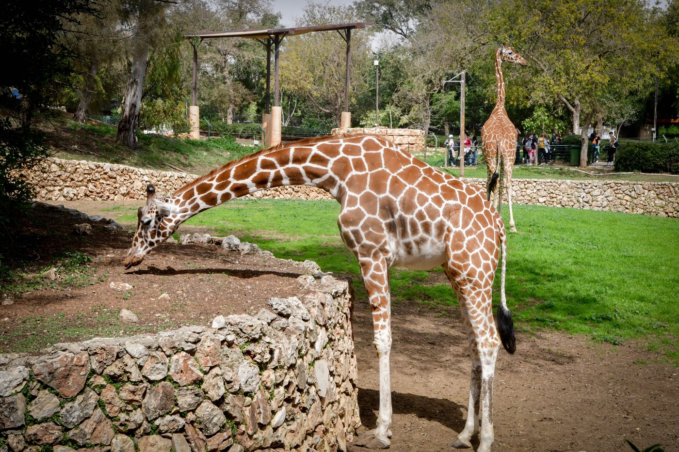 ג'ירפות בספארי