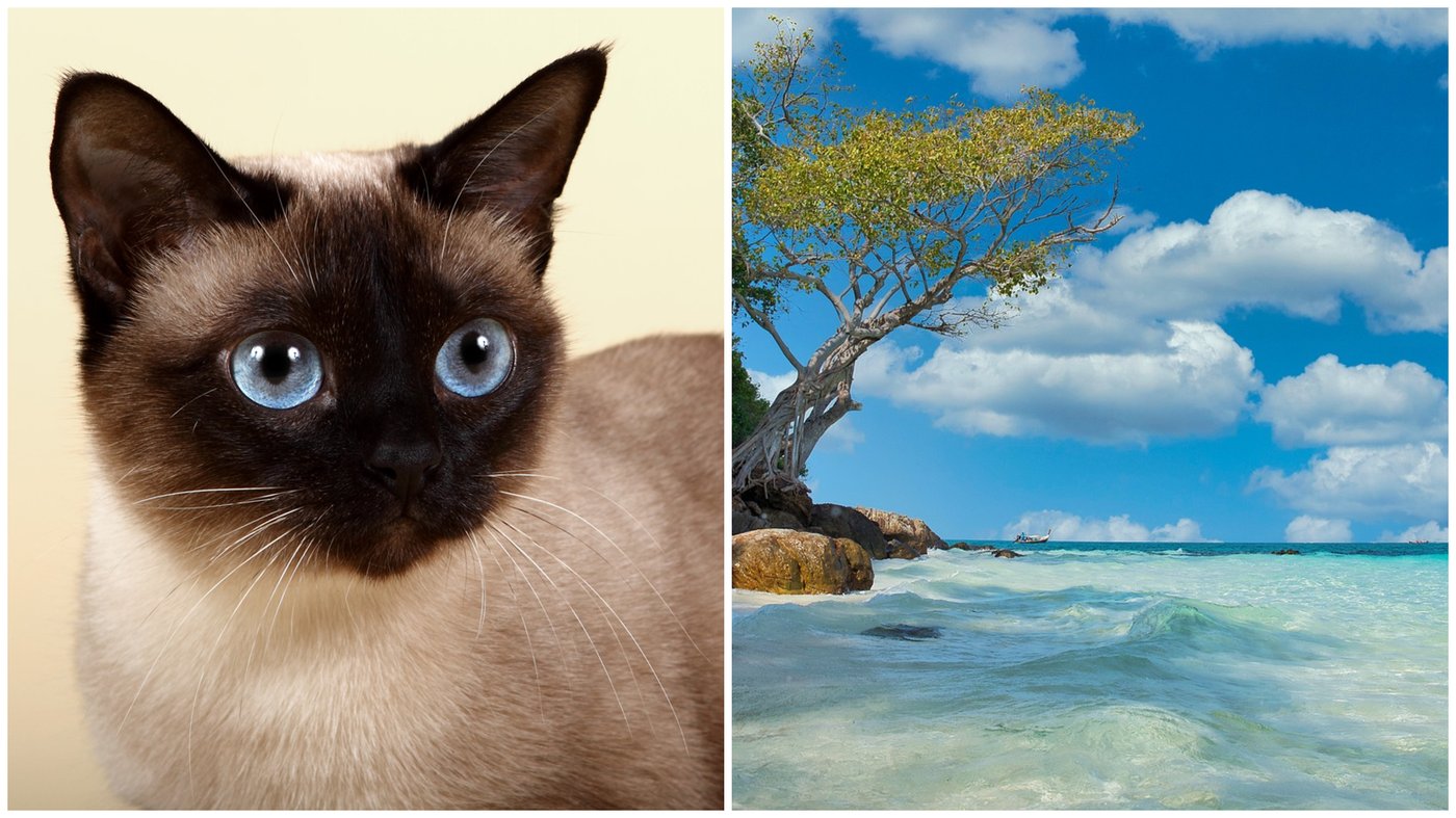 תאילנד וחתול מקומי