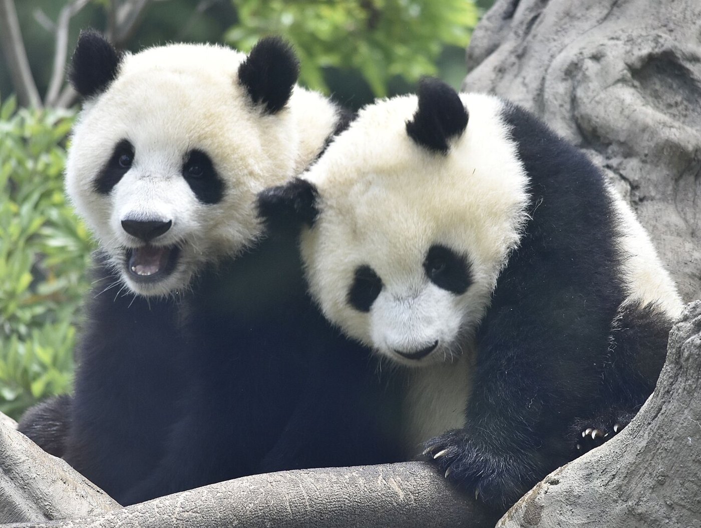 שיאו שיאו וליי ליי בשנת 2022