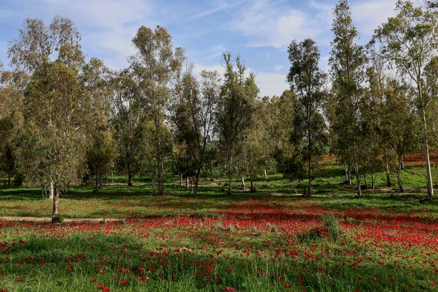 סמוך לגבול עזה