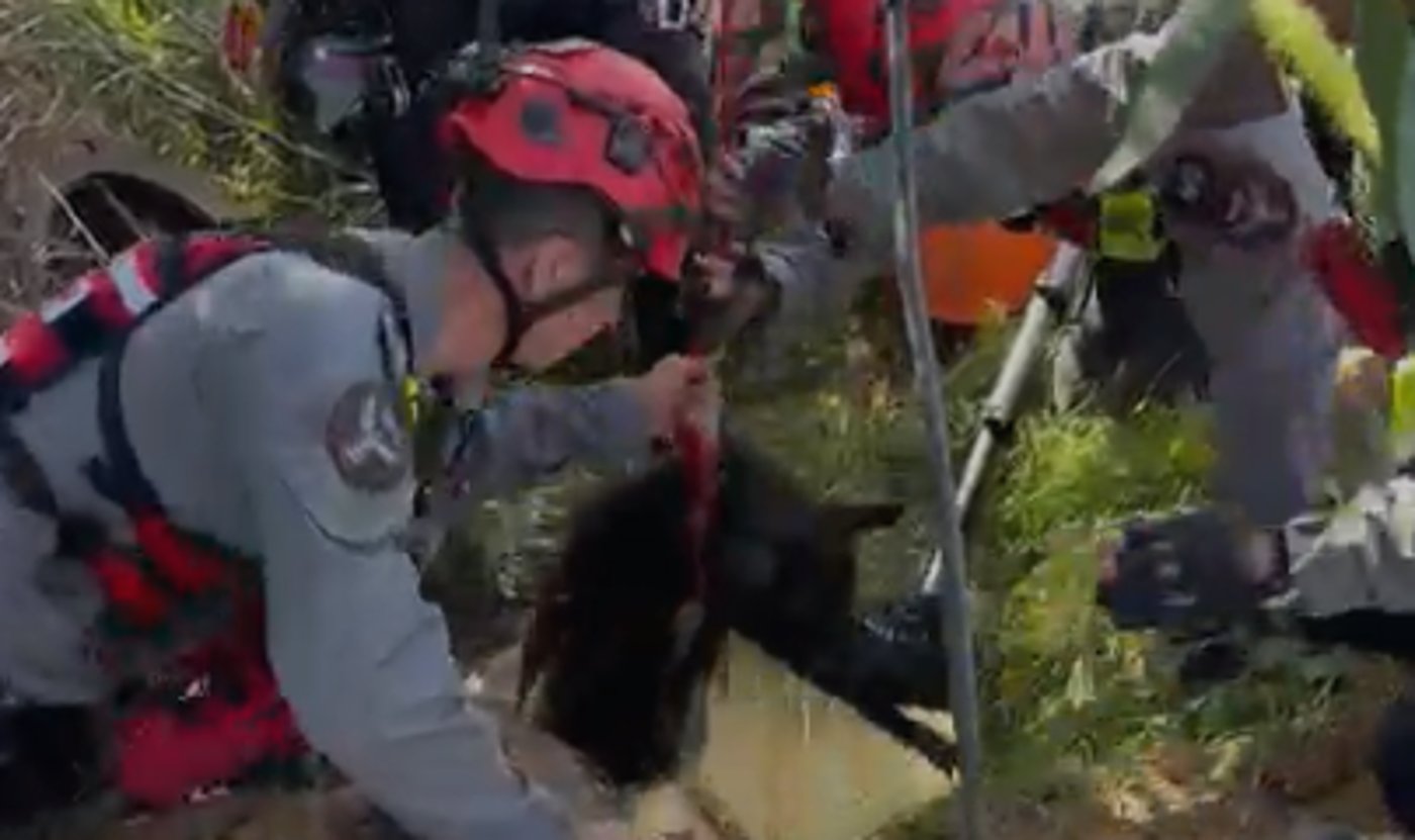 חילוץ | אילוסטרציה