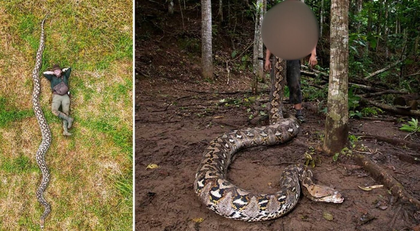 הנחש הארוך ביותר