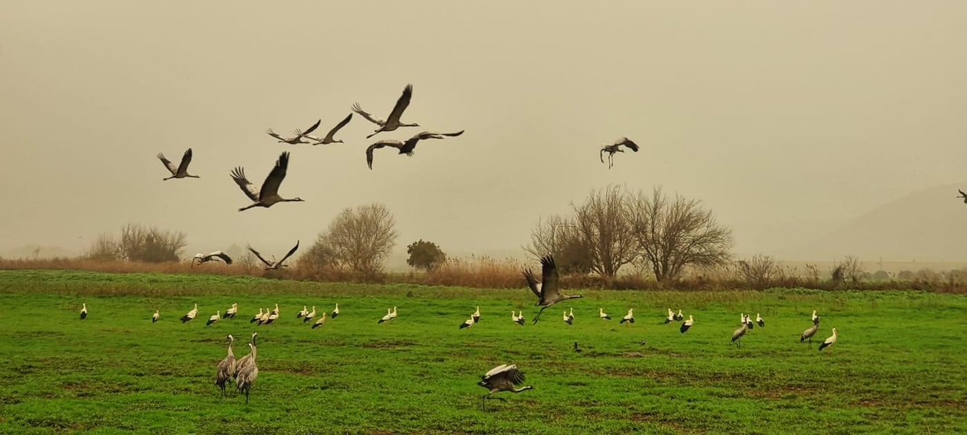 החסידות הראשונות באגמון החולה