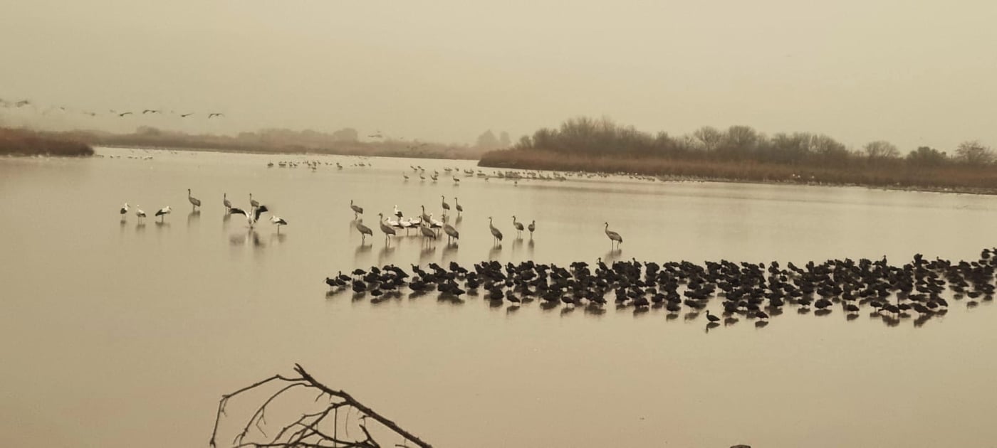 החסידות הראשונות באגמון החולה