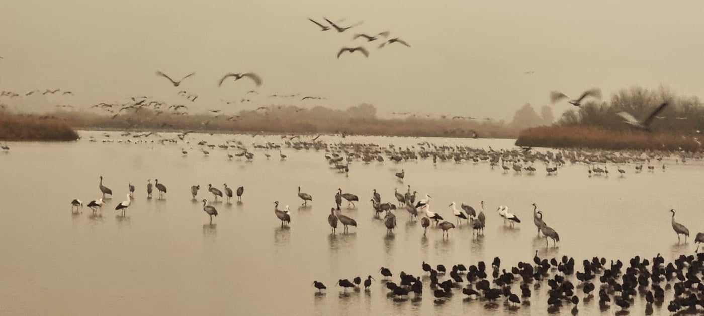 החסידות הראשונות באגמון החולה