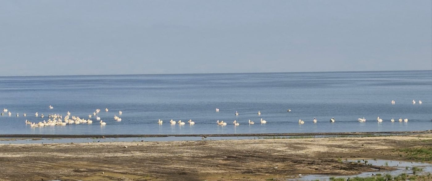 להקת השקנאים בכנרת, הבוקר