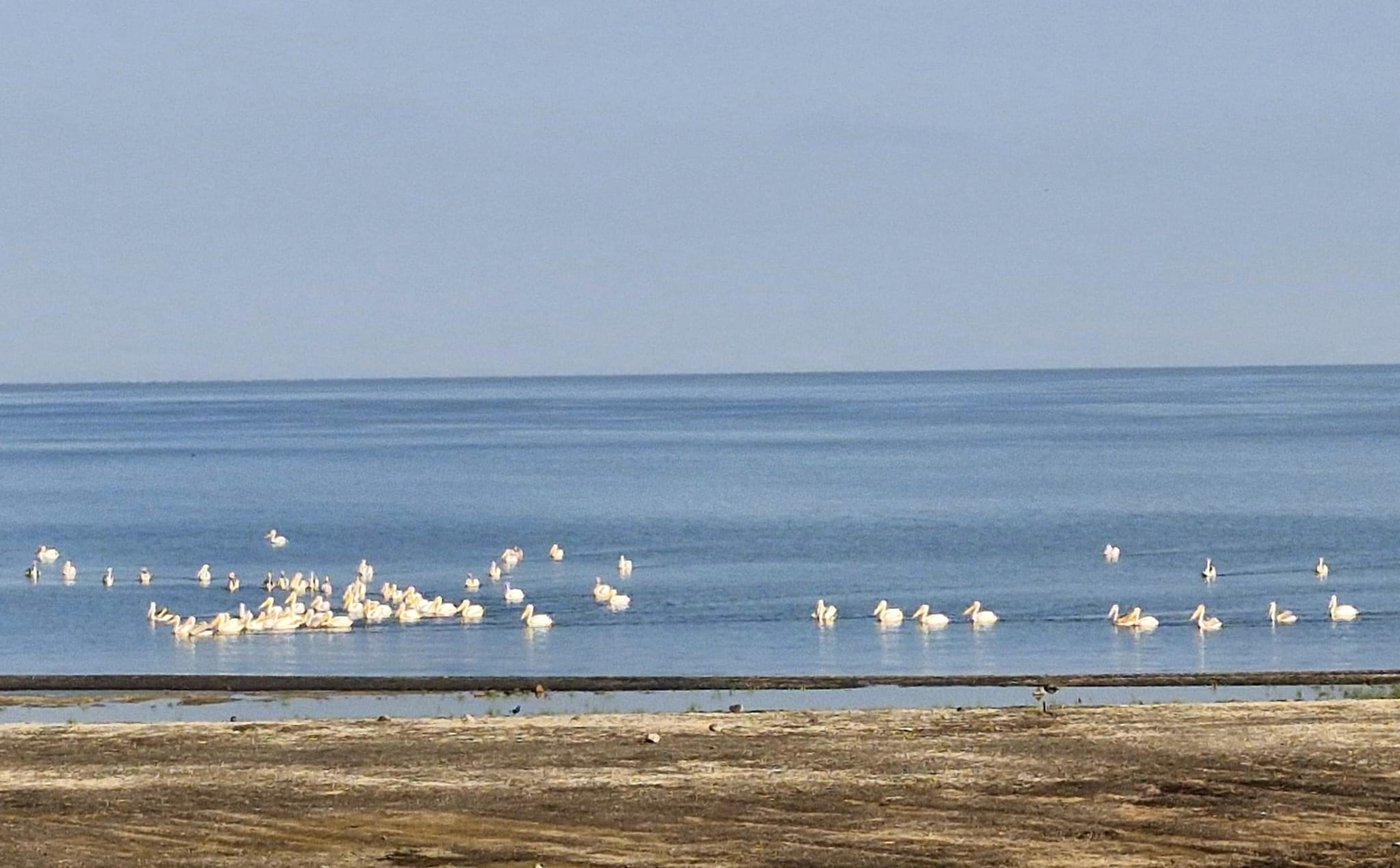 להקת השקנאים בכנרת, הבוקר