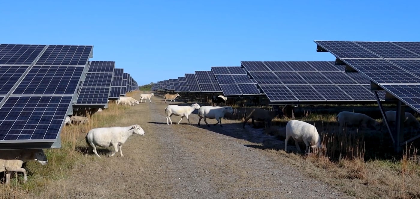 חוות צאן סולארית