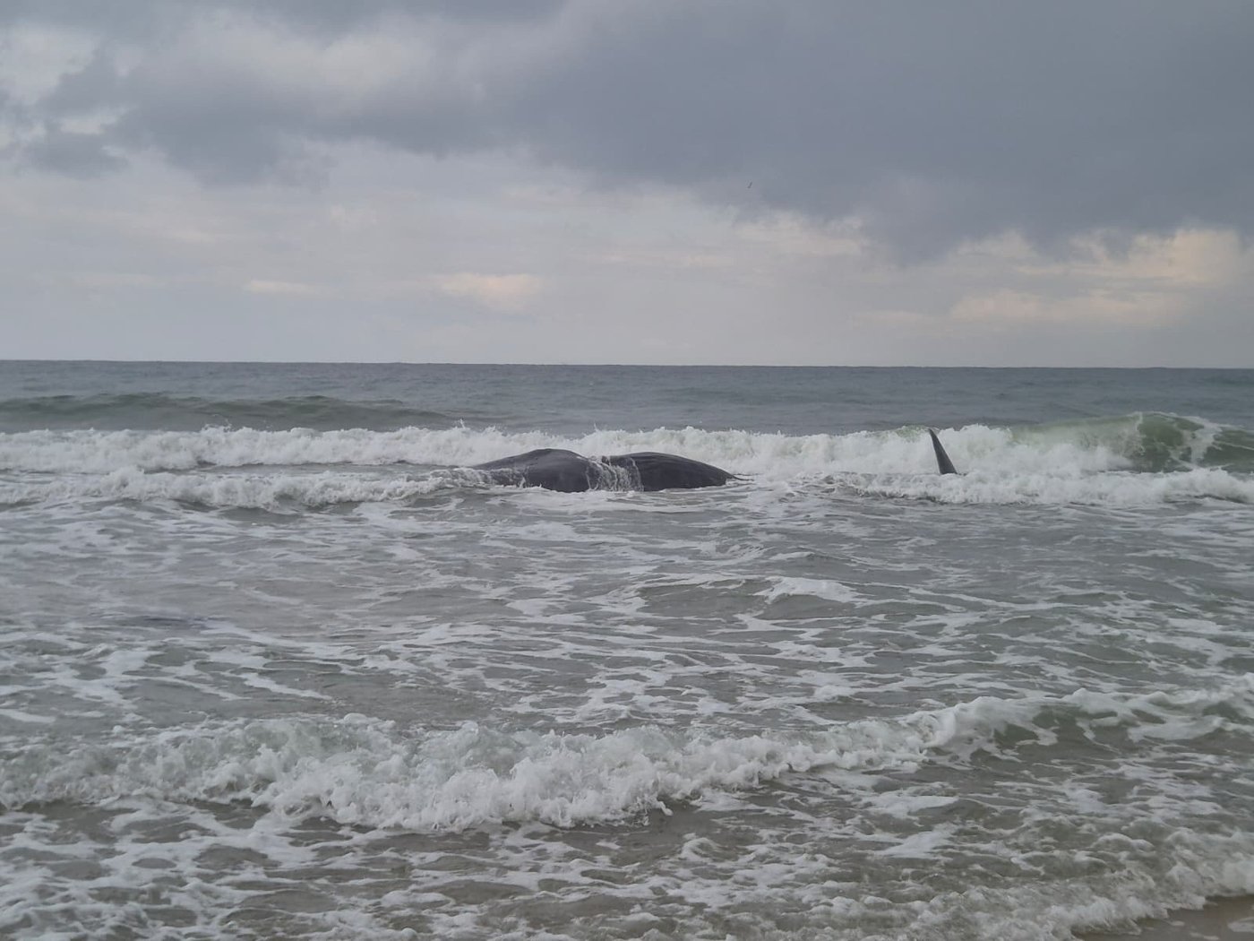 לוויתן ראשתן בחוף הים בזיקים, הבוקר