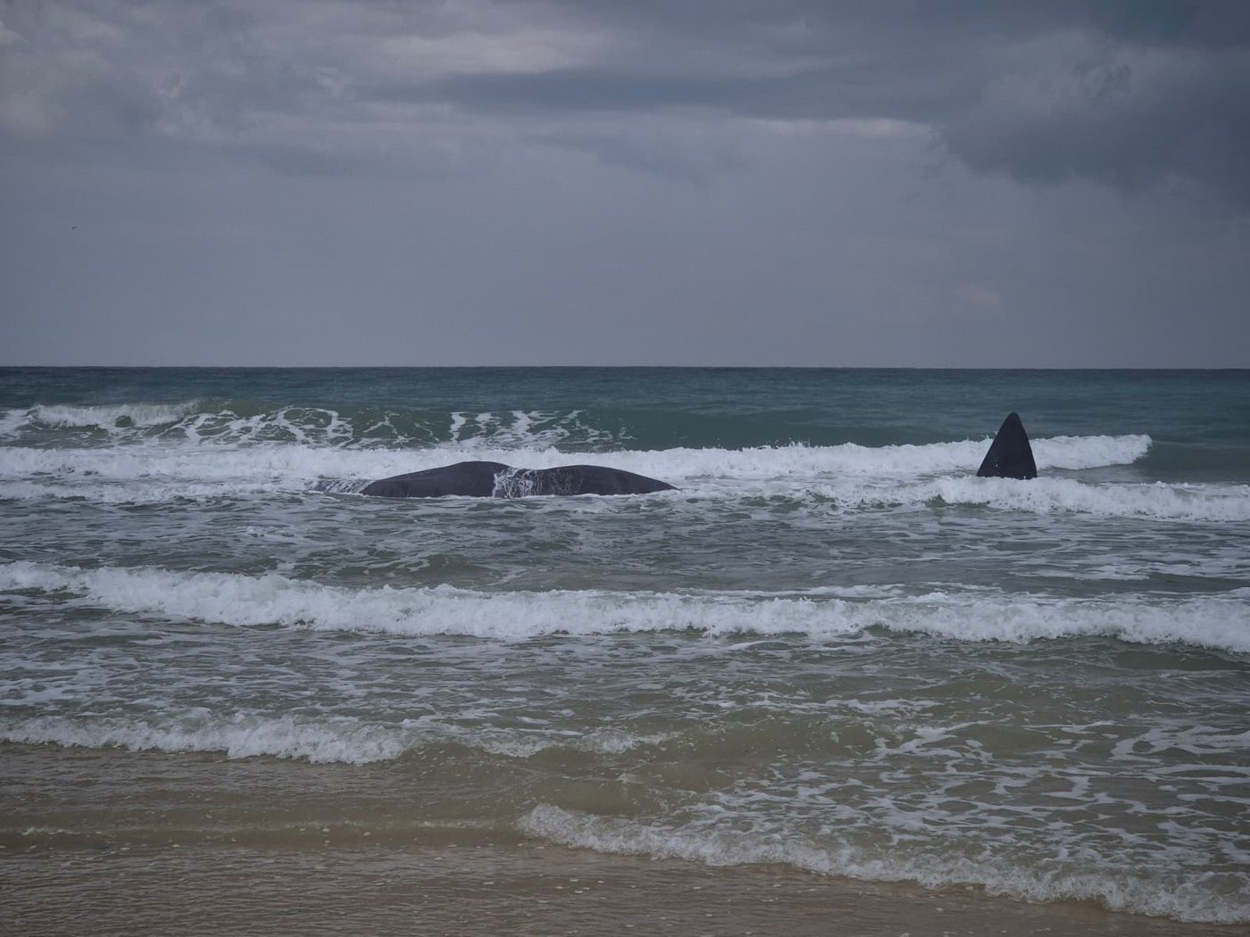 לוויתן ראשתן בחוף הים בזיקים, הבוקר