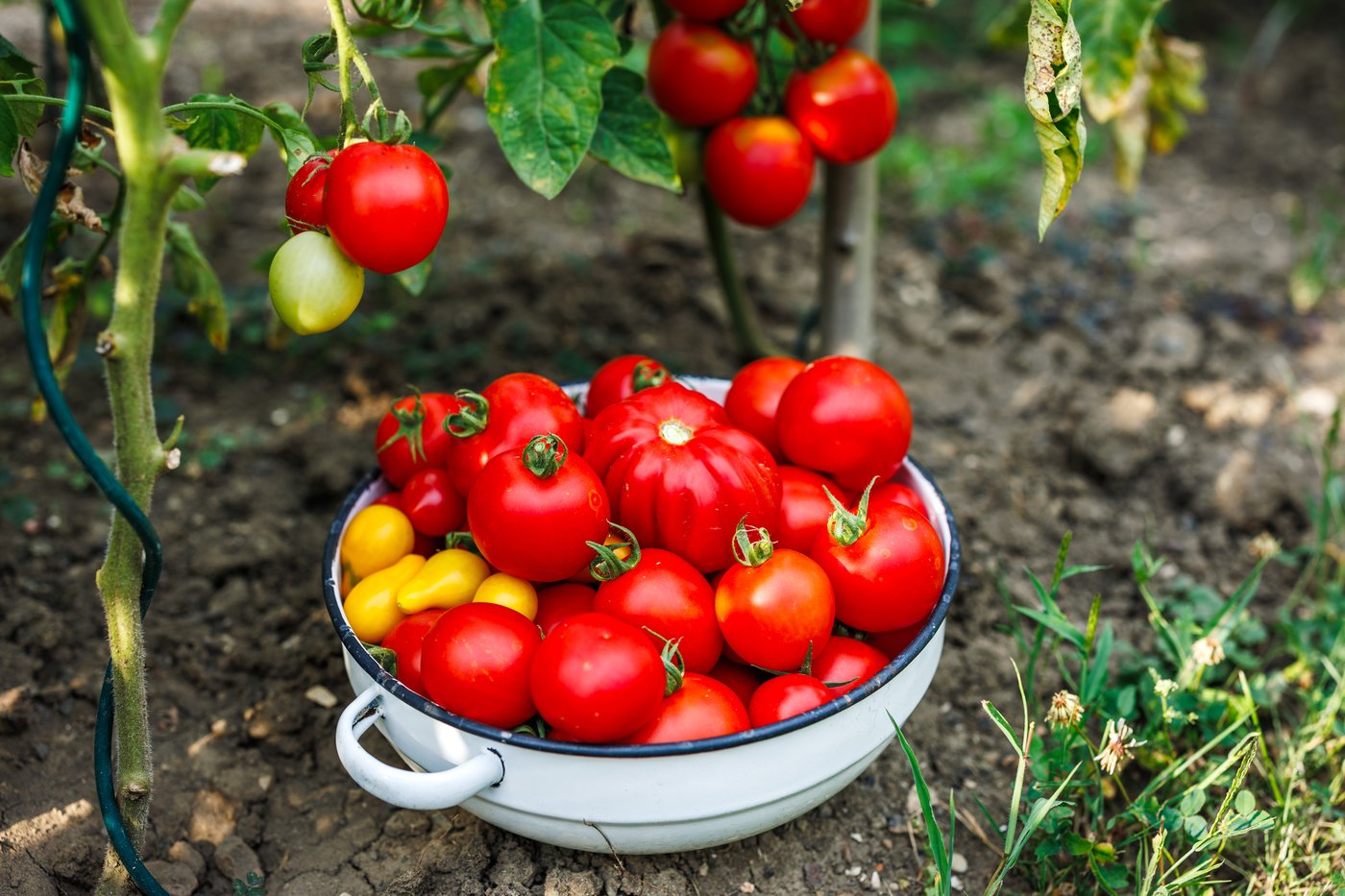 זני עגבניות שונים