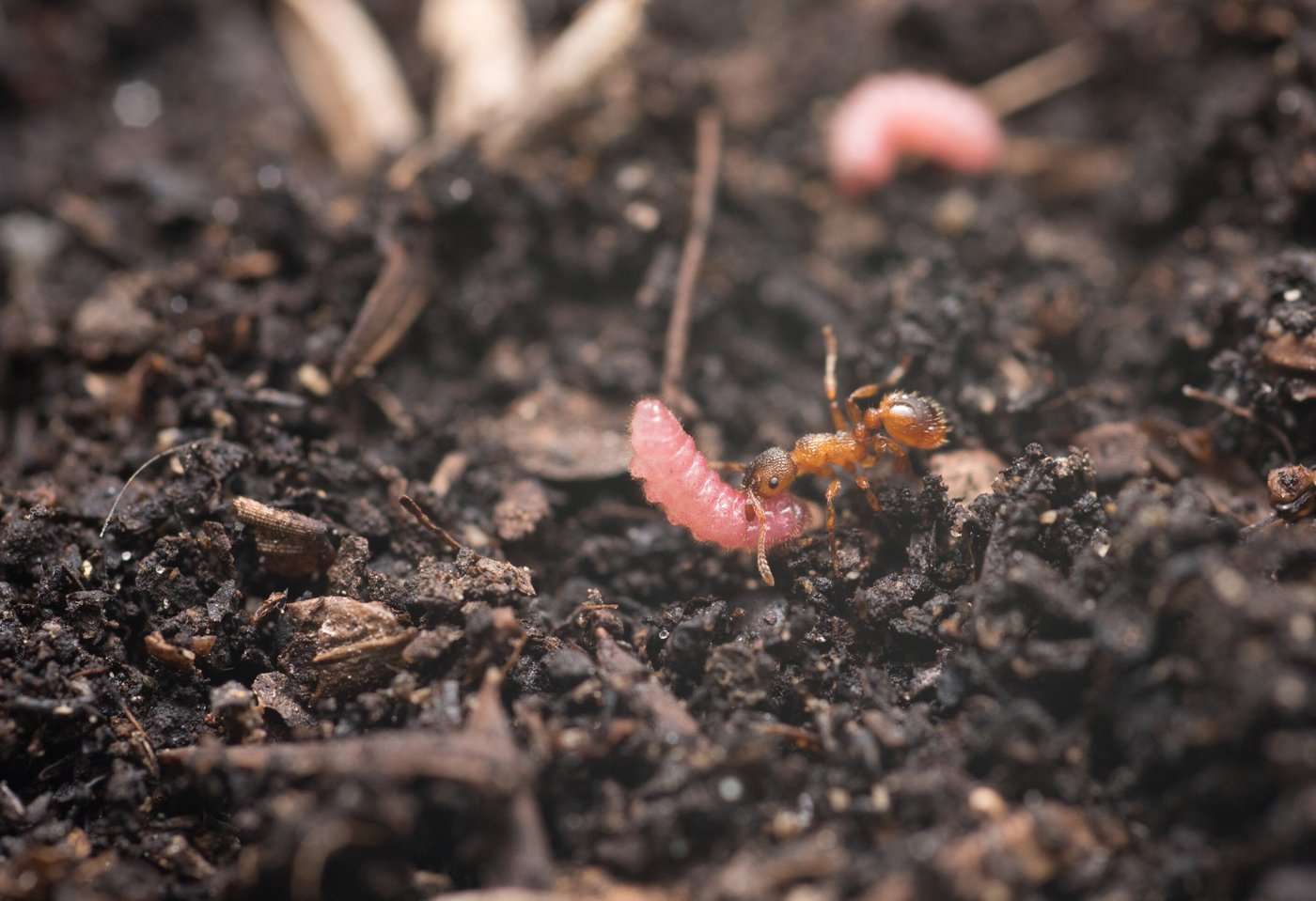 נמלה נושאת זחל של פרפר