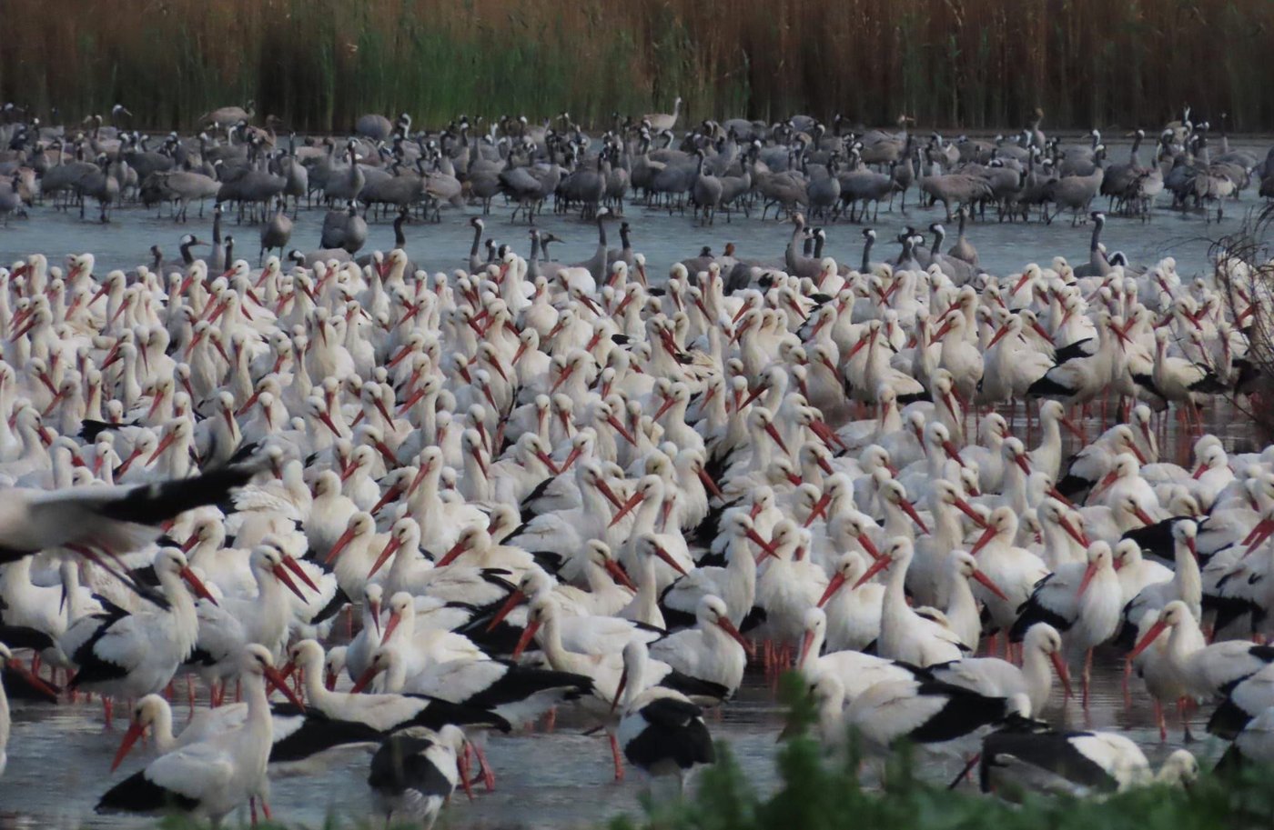 העגורים באגמון החולה