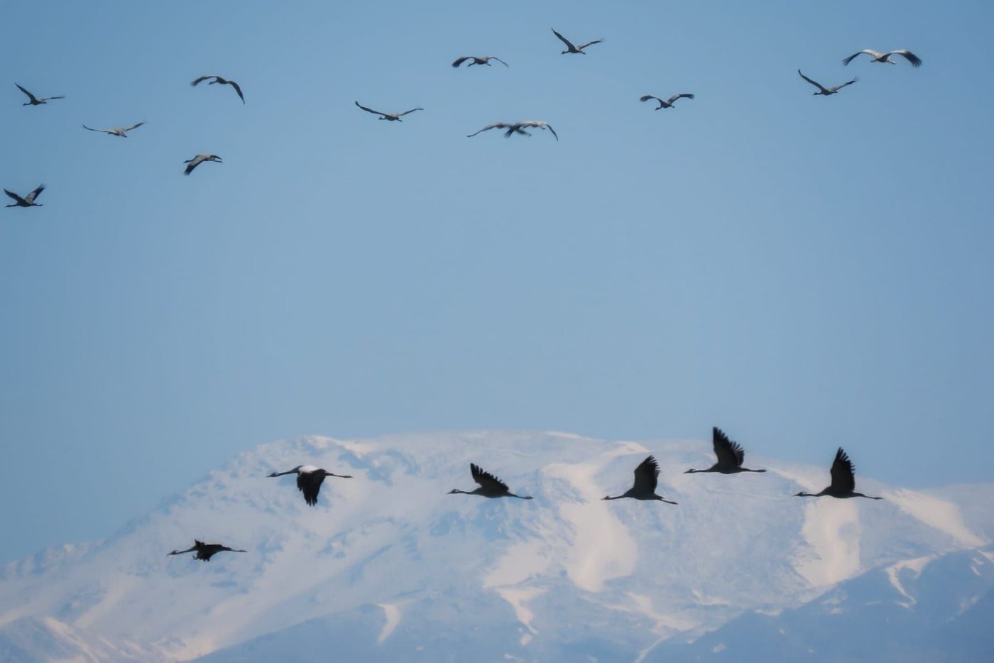 העגורים באגמון החולה