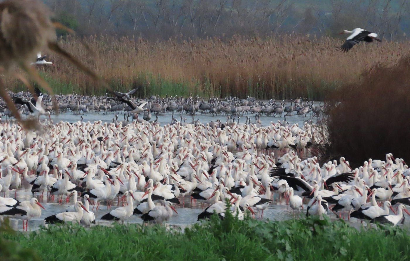 העגורים באגמון החולה
