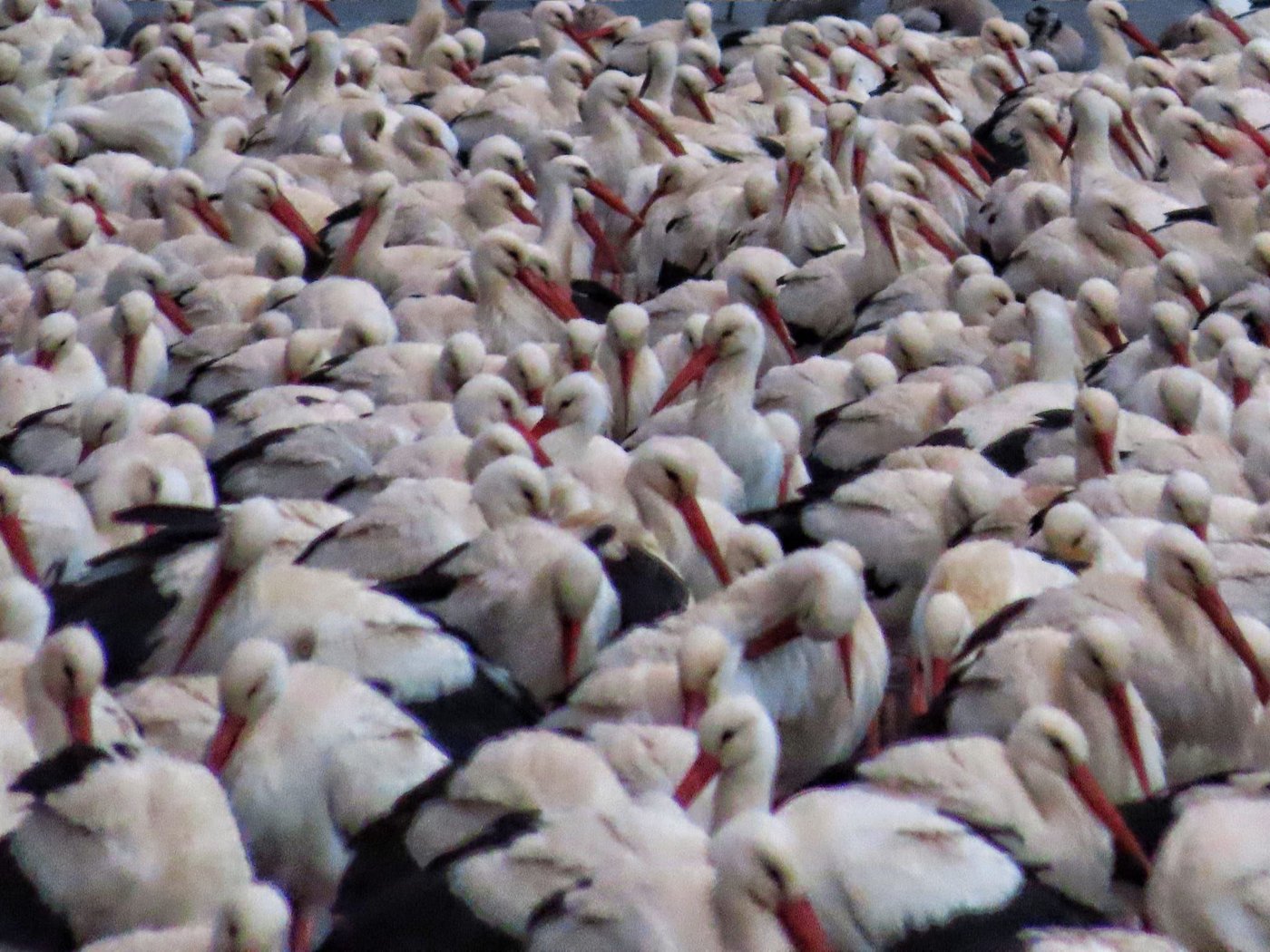 העגורים באגמון החולה