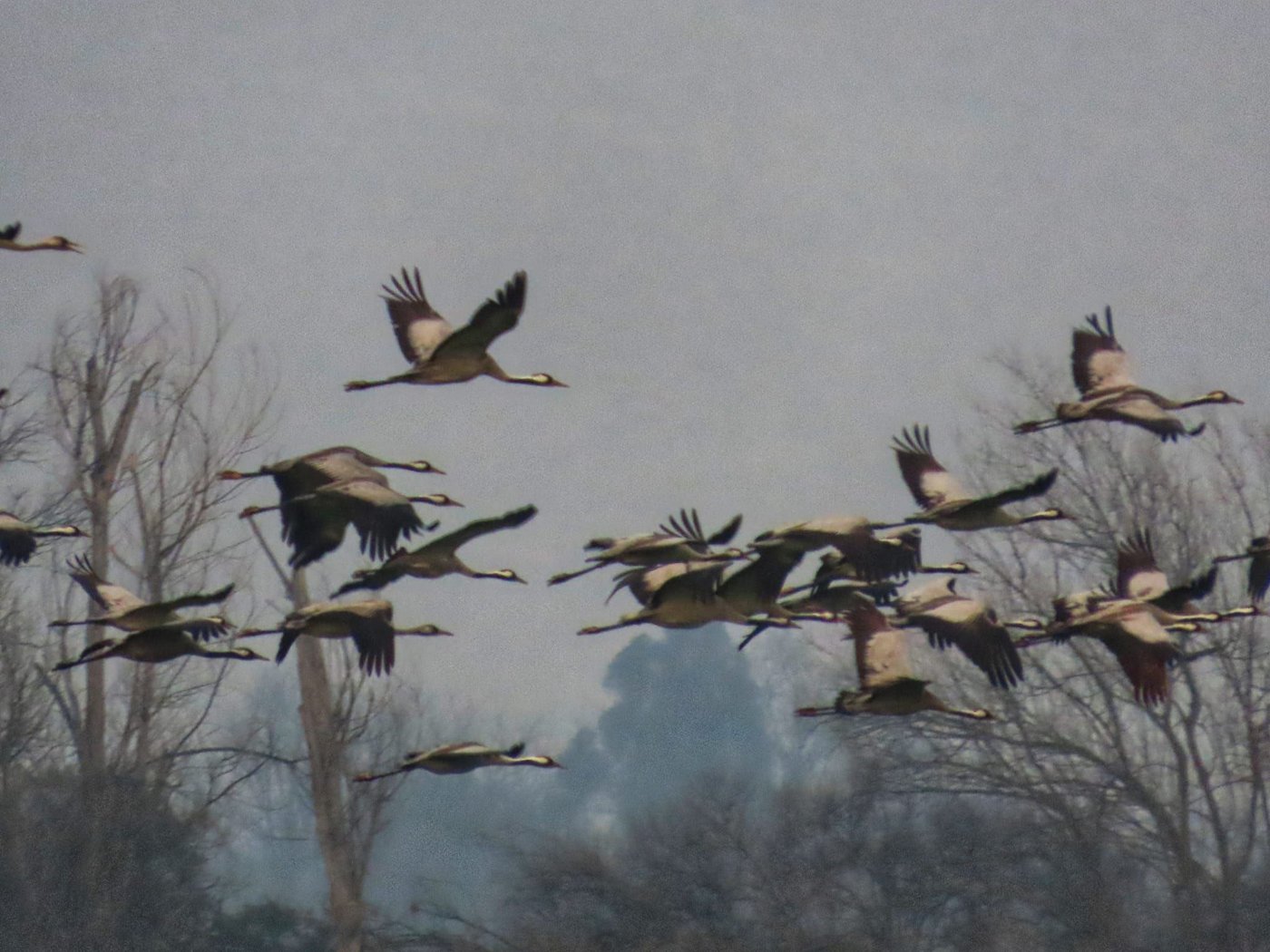 העגורים באגמון החולה