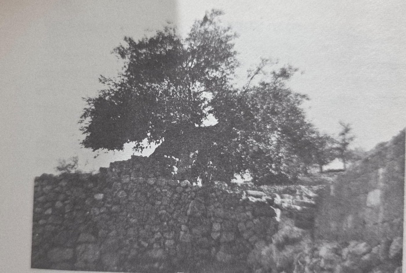 צילום של עץ ישעיהו הנביא בירושלים משנת 1932