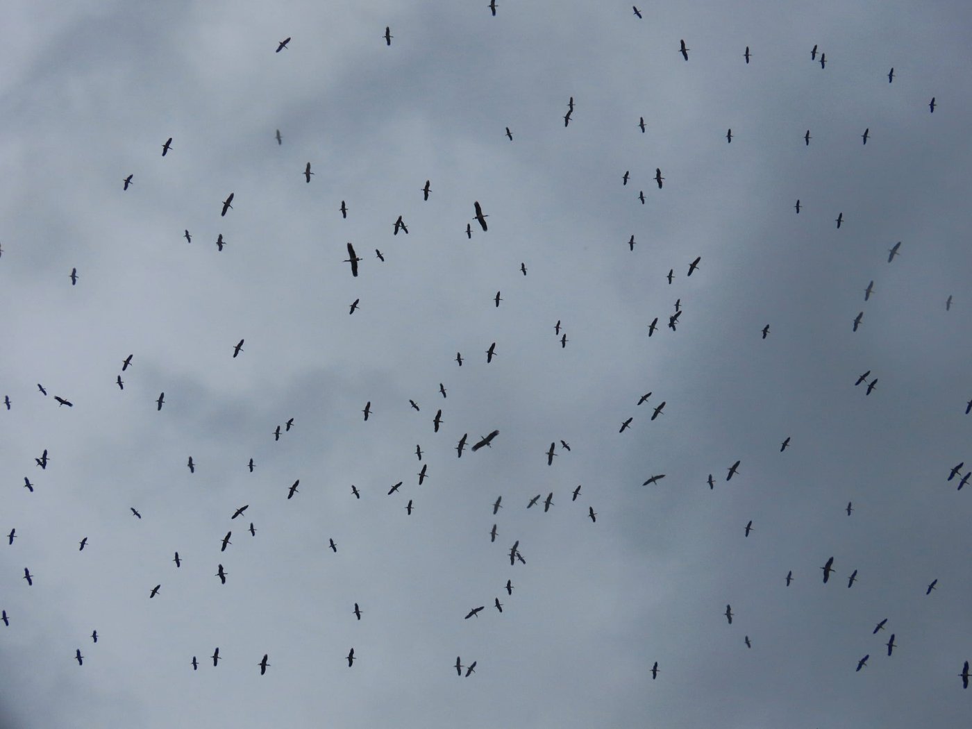 הנדידה באגמון החולה