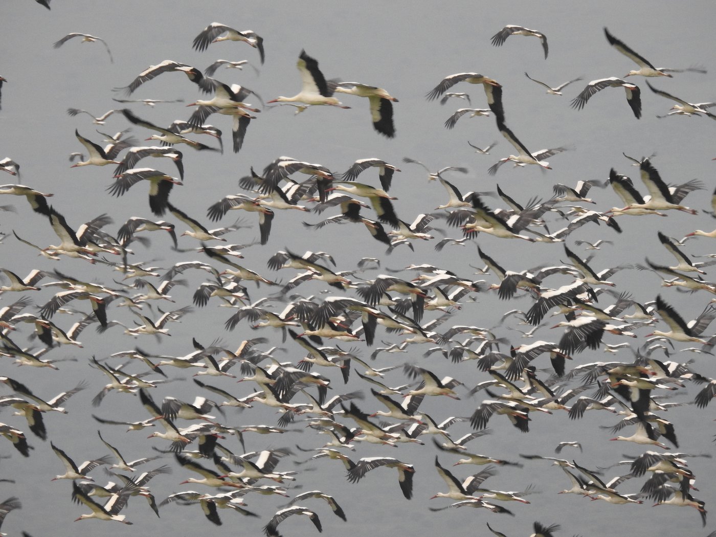 הנדידה באגמון החולה