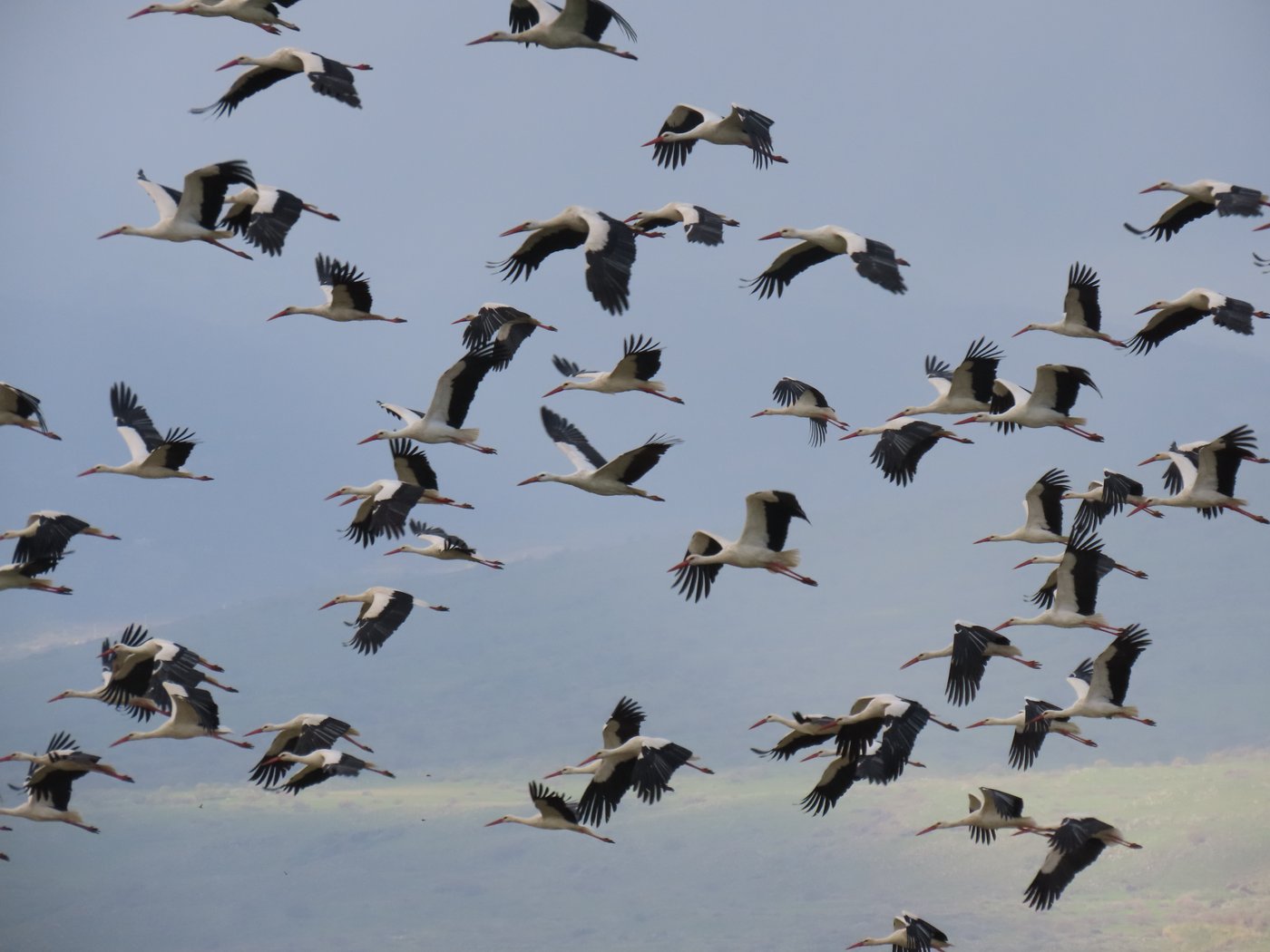 הנדידה באגמון החולה