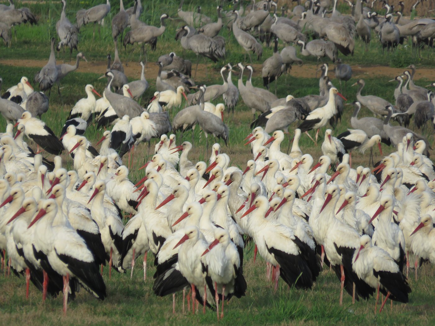 הנדידה באגמון החולה