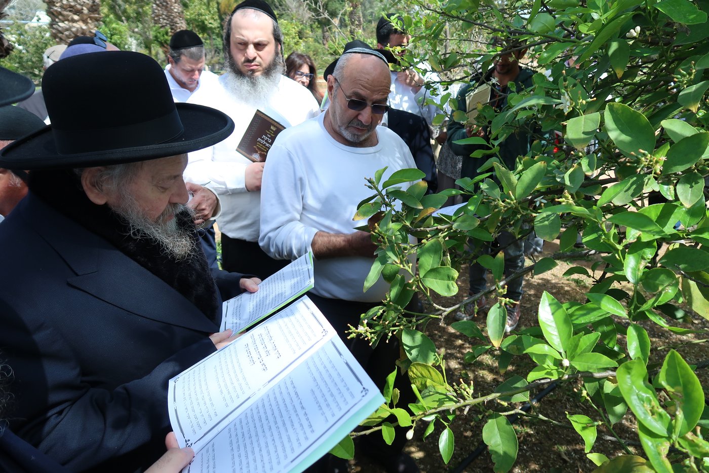 המקובל רבי דוד בצרי בברכת האילנות