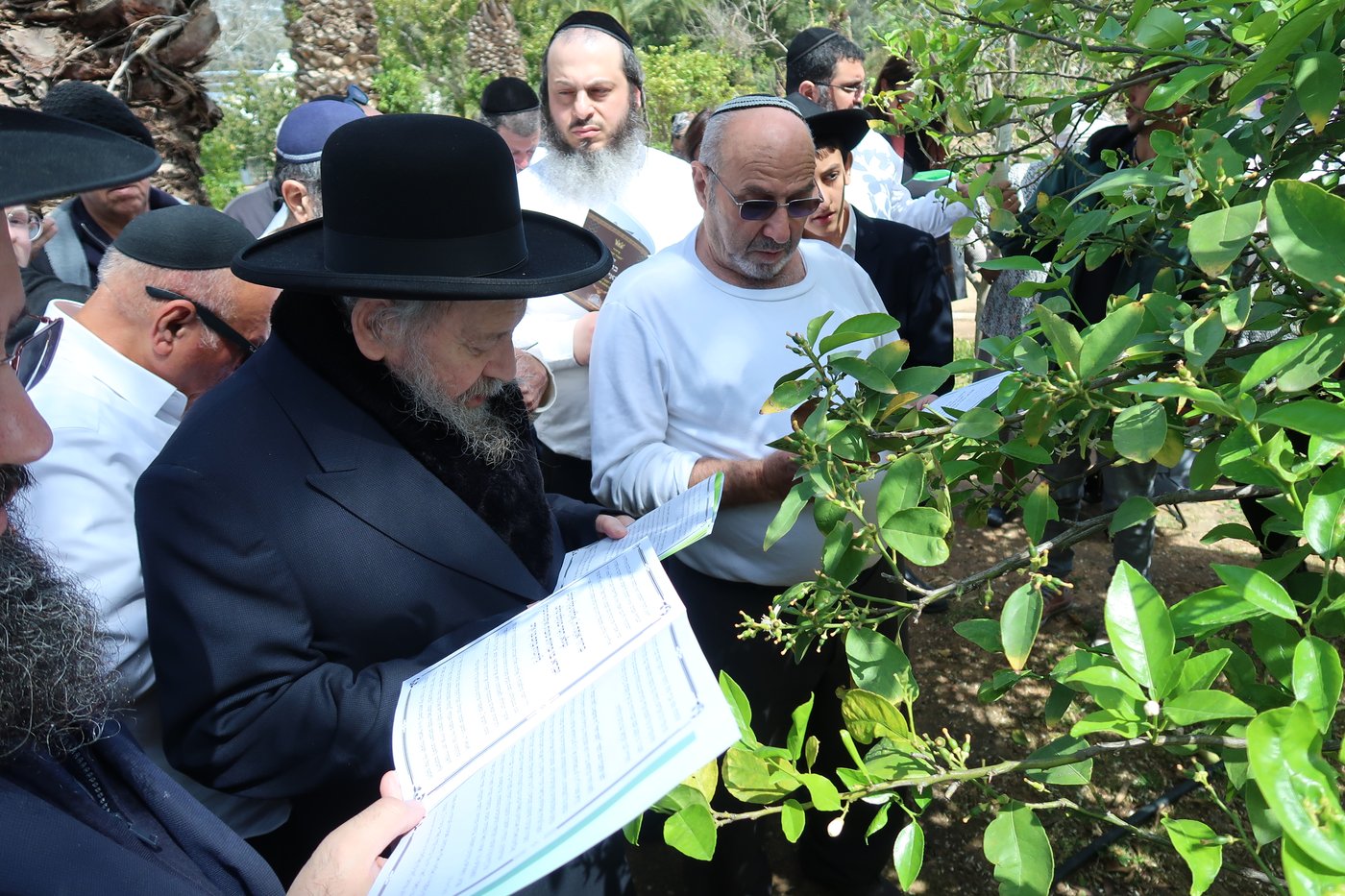 המקובל רבי דוד בצרי בברכת האילנות