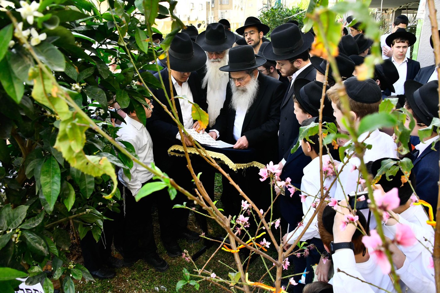 הגר"ש שטיינמן בברכת האילנות