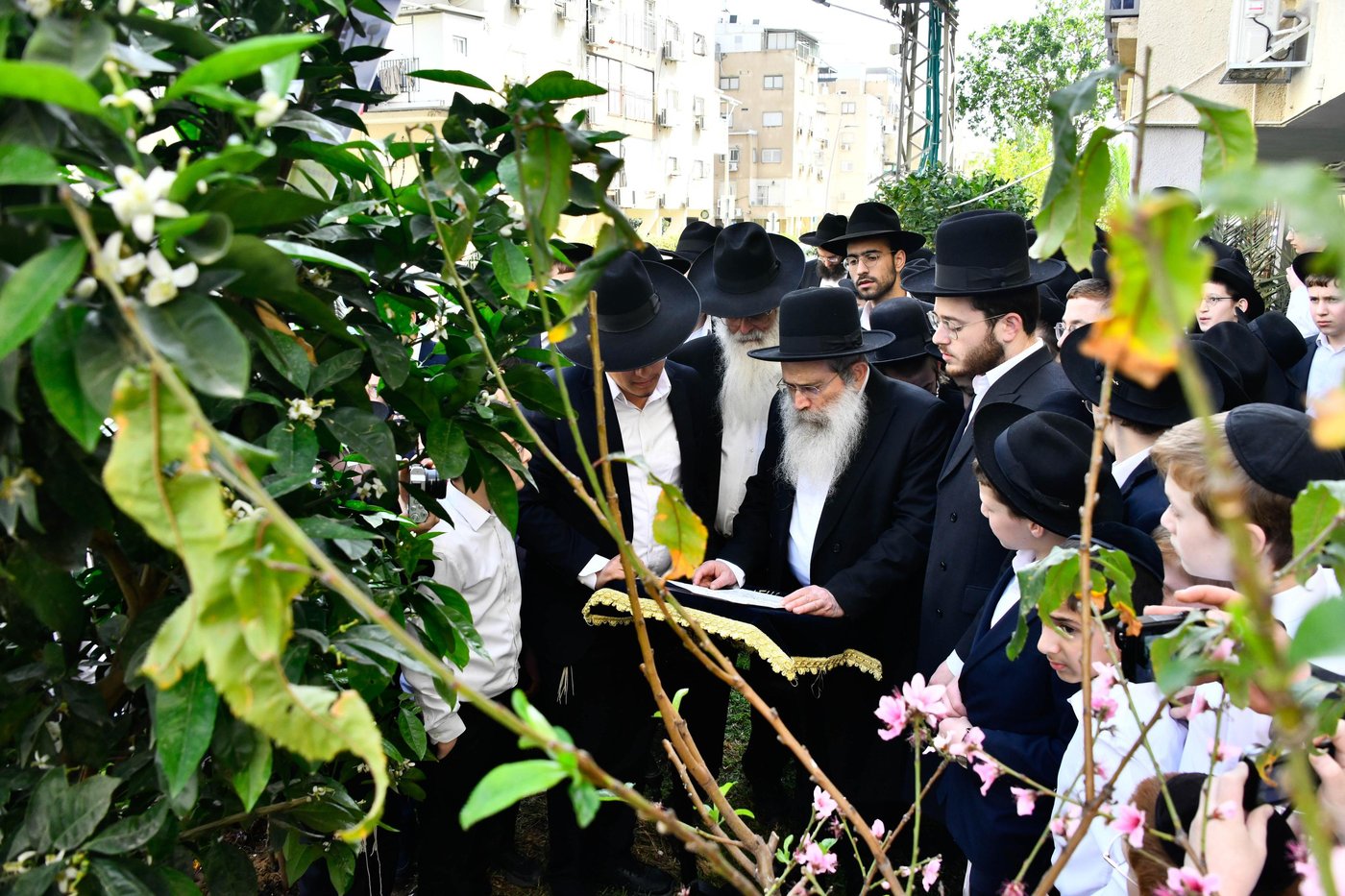 הגר"ש שטיינמן בברכת האילנות