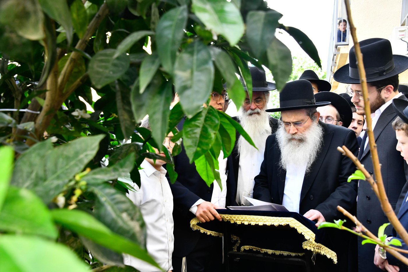 הגר"ש שטיינמן בברכת האילנות