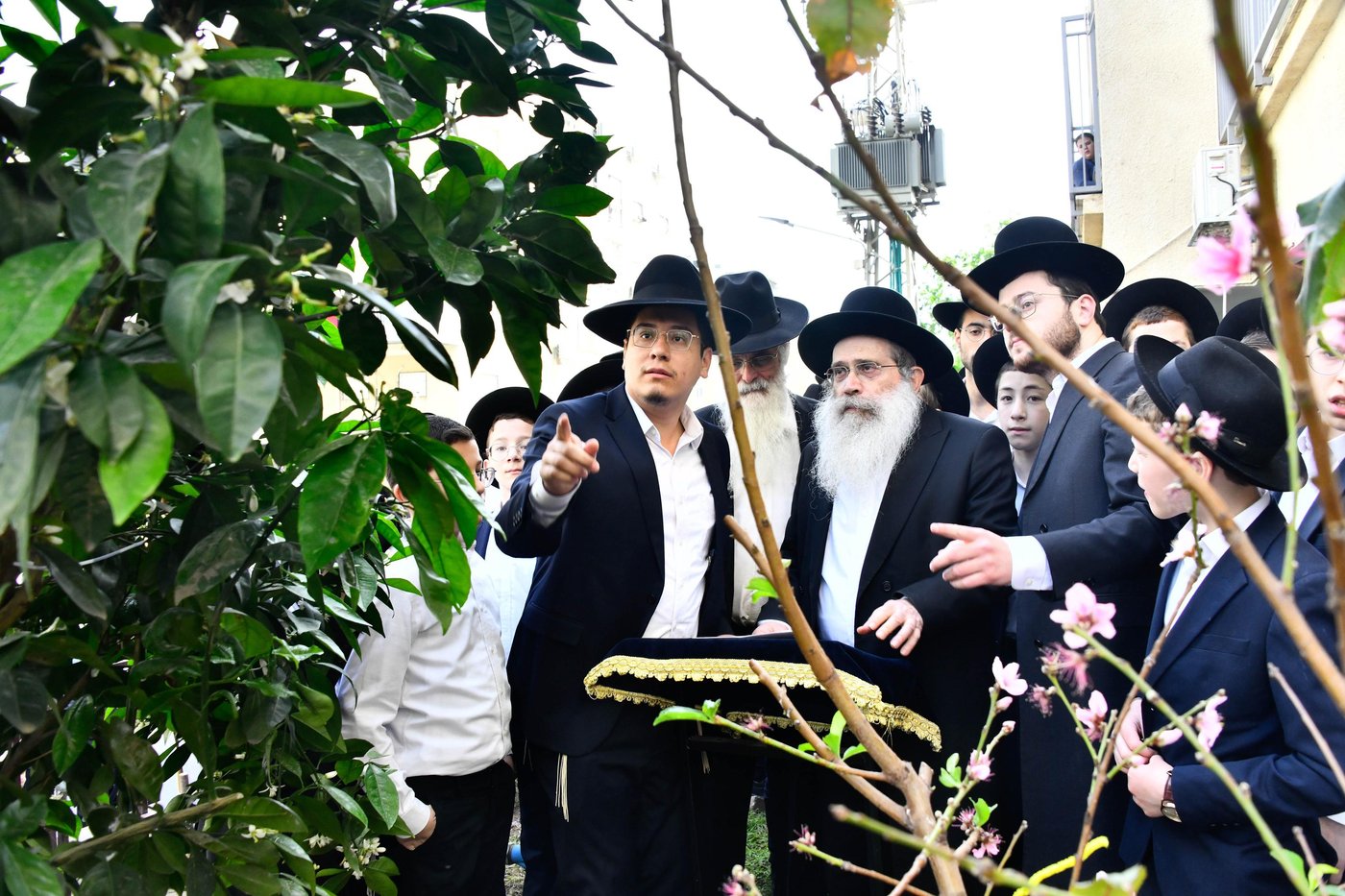 הגר"ש שטיינמן בברכת האילנות