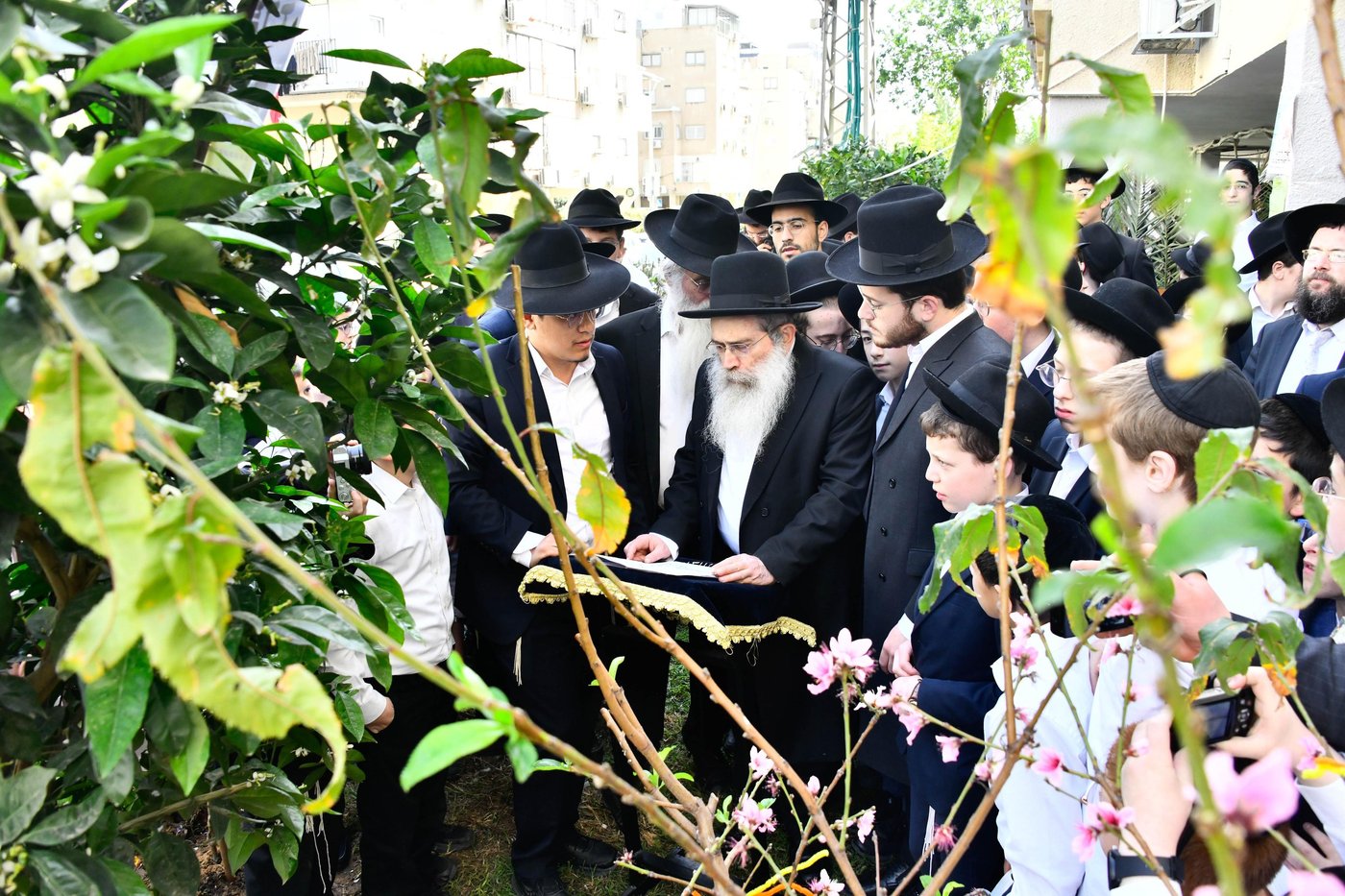 הגר"ש שטיינמן בברכת האילנות