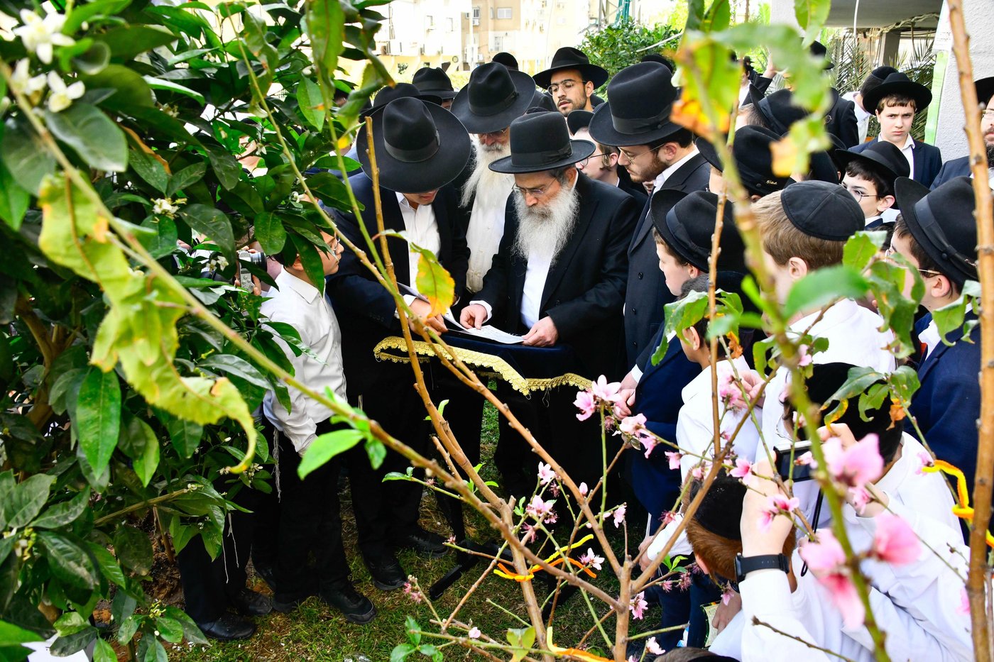 הגר"ש שטיינמן בברכת האילנות