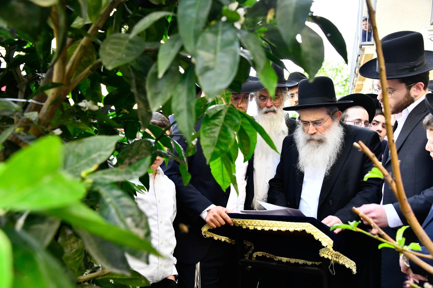 הגר"ש שטיינמן בברכת האילנות