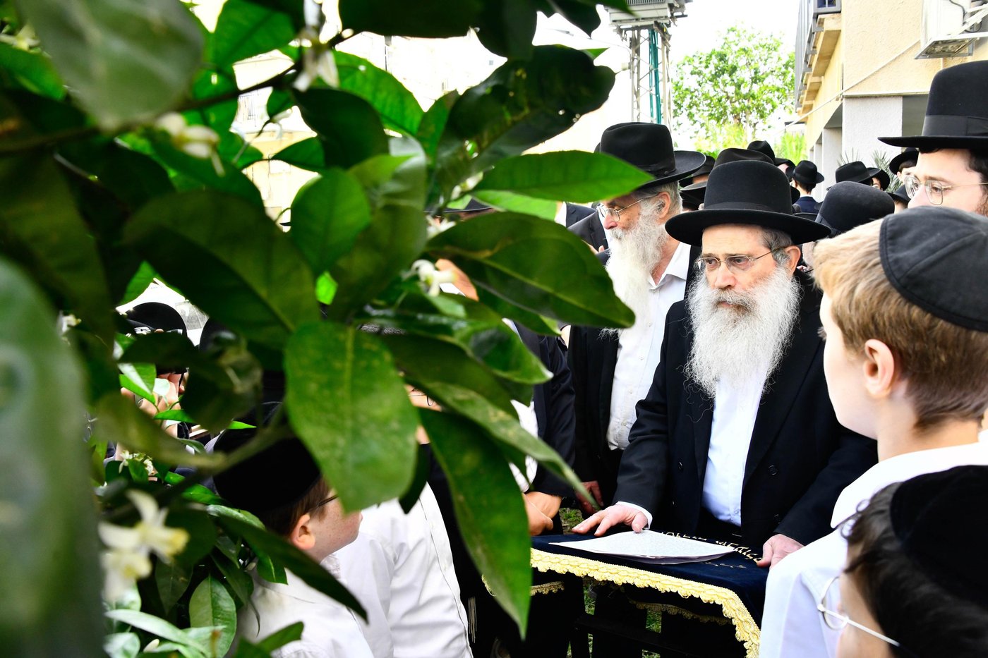 הגר"ש שטיינמן בברכת האילנות