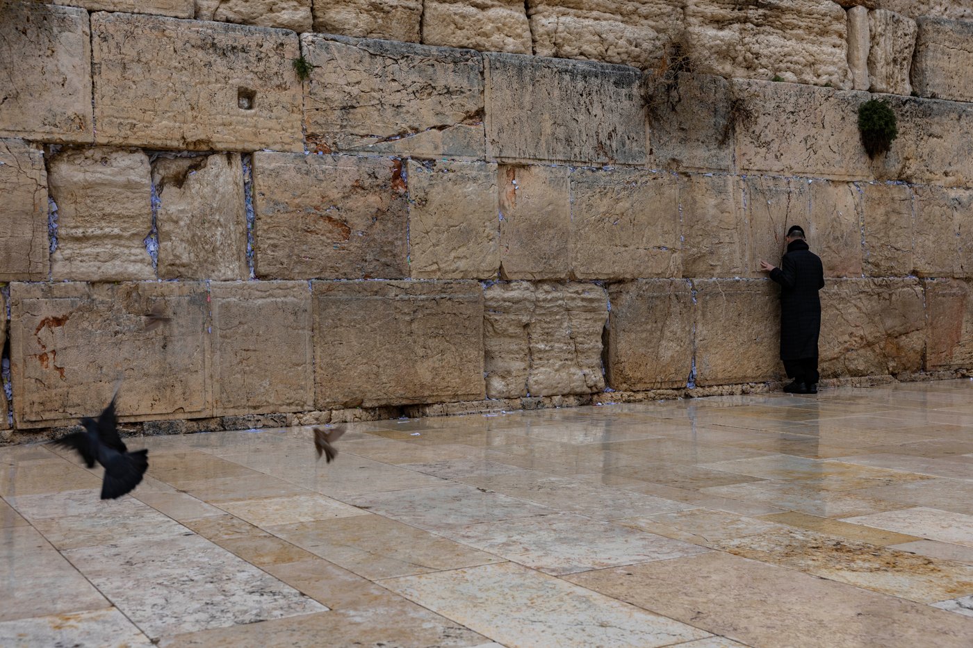 מתפללים בכותל המערבי