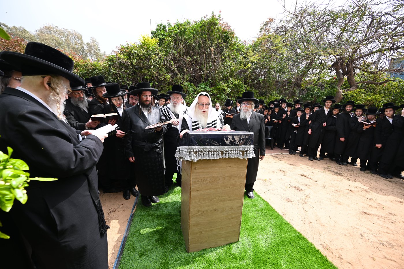 האדמו"ר מצאנז בברכת האילנות