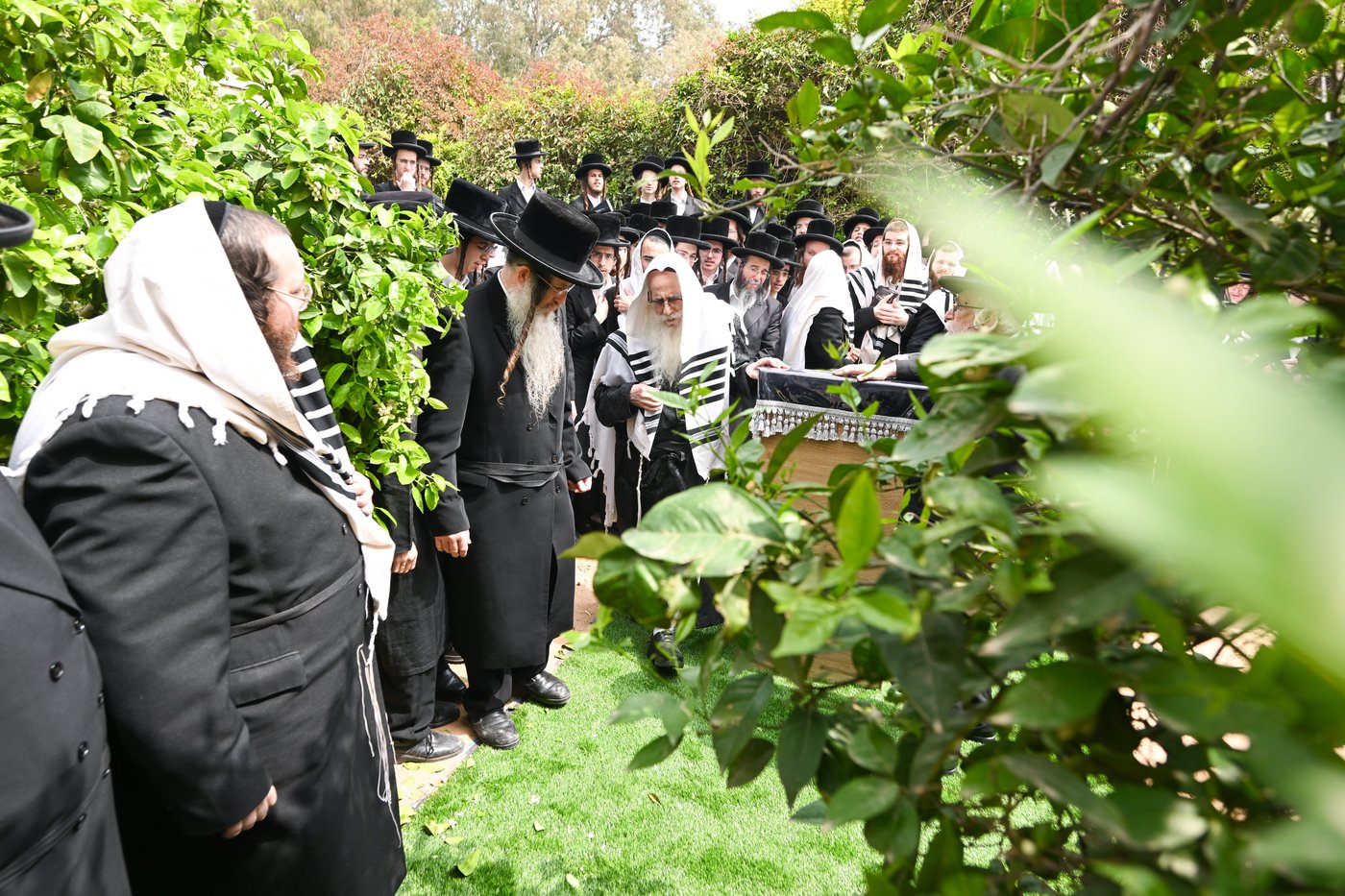 האדמו"ר מצאנז בברכת האילנות