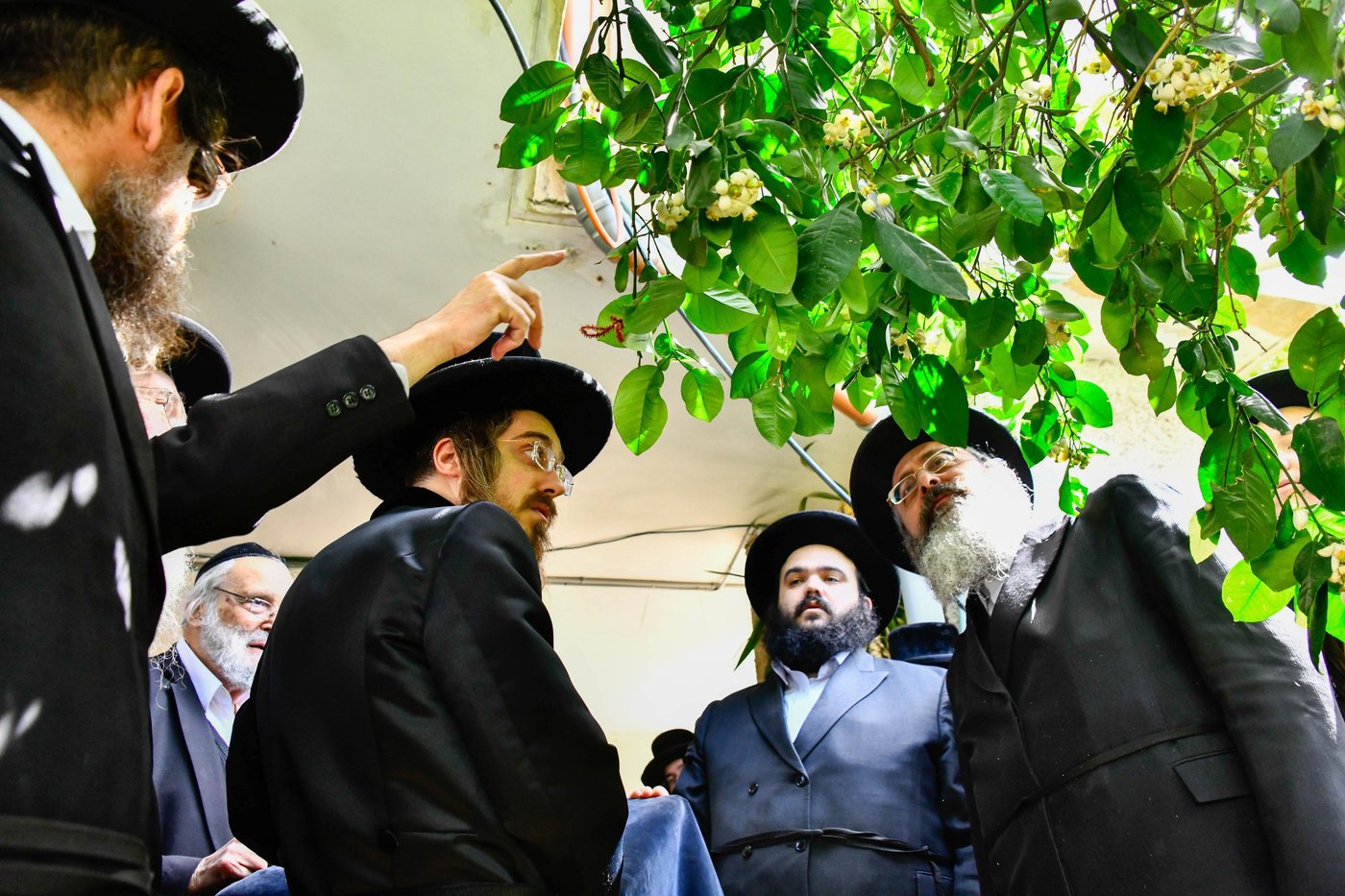 האדמו"ר מסאדיגורה בברכת האילנות 