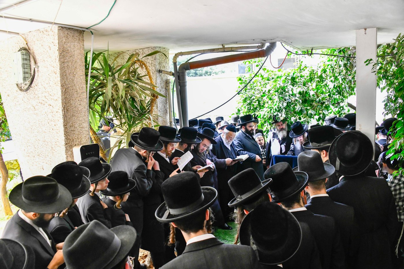 האדמו"ר מסאדיגורה בברכת האילנות 