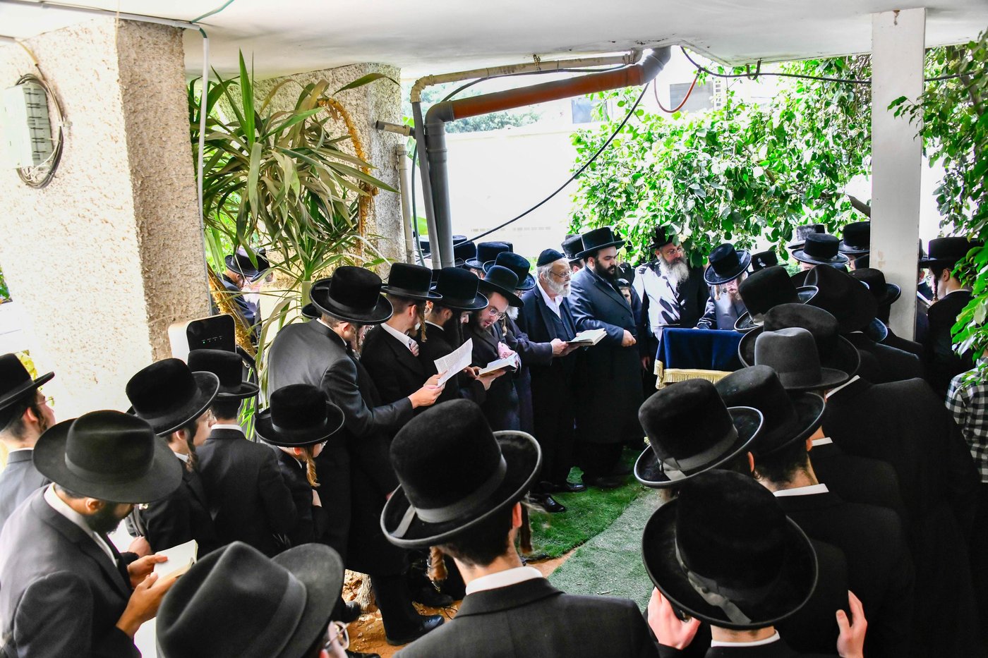 האדמו"ר מסאדיגורה בברכת האילנות 